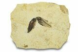 Multiple Fossil Fish (Diplomystus & Knightia) - Unprepared #292094-1